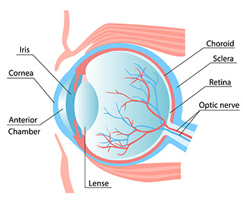Chart showing the anatomy of the cornea